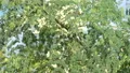 slo mo humminbird gathering nectar 2 HD Footage