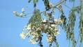 slo mo hummingbird gathering nectar 10 HD動画