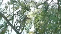 slo mo hummingbird gathering nectar 5 Video HD