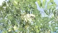 slo mo hummingbird gathering nectar 3 HD Footage