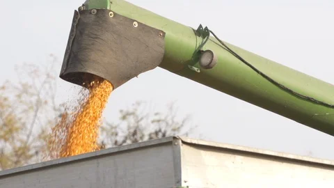 Slo Mo Kernel Going into Truck  Stock Footage 92540587