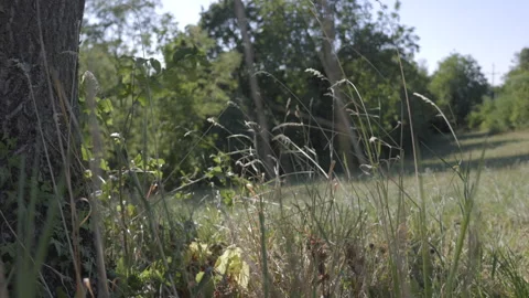 SLO MO LD Grass in the summer meadow Stock Footage 225925152