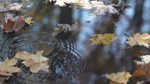 Slo Mo Leafs Falling in Water  Stock Footage 92540738
