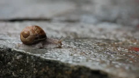 SLO MO, Lockdown, A snail moving across a wet stone Stock Footage 10701297