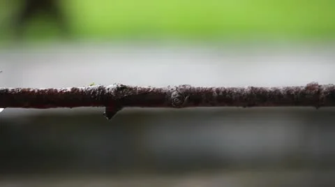 SLO MO, Lockdown, A snail moving across a branch Stock Footage 10701317