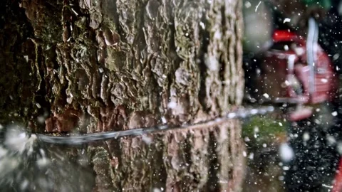 SLO MO Logger making a cut into the tree with a chainsaw Cutting through wood 스톡 동영상 336570334