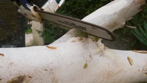 SLO MO Logger making a cut into the tree with a chainsaw Cutting through wood Stock Footage 336570794