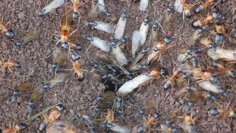 Slo Mo, Macro, Sugar Ants Swarm on Nest from above Stock Footage 100018598