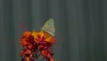 slo mo macro of yellow butterfly feeding with long tongue HD-videomateriaal