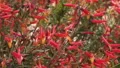 slo mo mexican firecracker blossoms in the wind 2 HD Footage