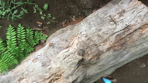 Slo mo Morpho Buttefly 02 Video stock 115590490