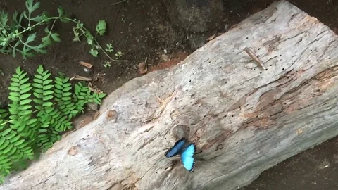 Slo mo Morpho Butterfly 03 Stock-Footage 115590489