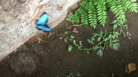 Slo mo Morpho Butterfly 04 Video stock 115590491