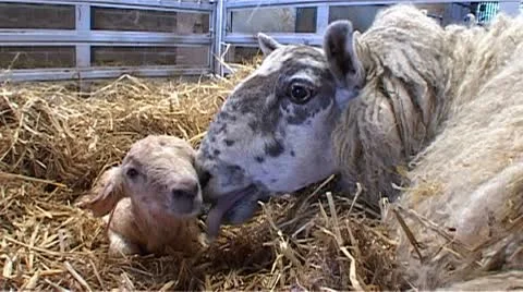 Slo-mo of mother sheep affectionately nuzzling her cute new born lamb. Stock Footage 10587067