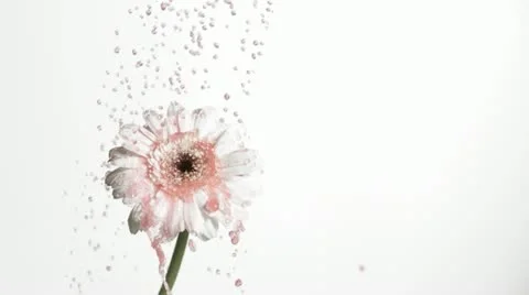 SLO MO MS Reverse motion of pink liquid falling on white gerbera flower against Stock Footage 11292732