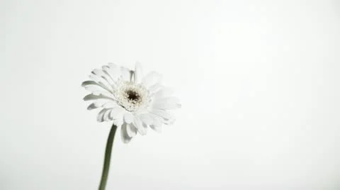 SLO MO MS Studio shot of water drops falling on white gerbera flower against Stock Footage 11292717
