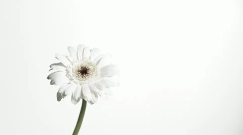 SLO MO MS Studio shot of pink liquid falling on white gerbera flower against Stock Footage 11292730