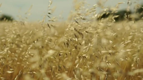 Slo mo oat field wind Stock Footage 77091834