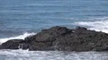 slo mo Pacific ocean rip curl waves smashing into rock 4 HD Footage