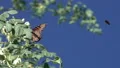 slo mo painted lady butterfly with a bee visitor HD Footage