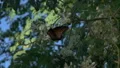 slo mo painted lady butterfly in the shade HD Footage