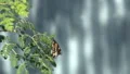slo mo painted lady close up on leaves 1 HD Footage