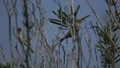 slo mo a pair of cactus wren sitiing in some oleandar HD Footage