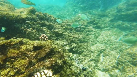 Slo Mo Parrot Fish Stock Footage 138133317