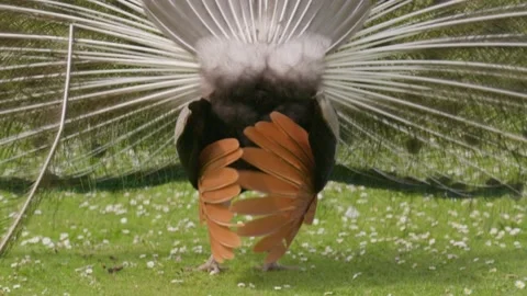 Slo Mo Of Peacock Backside Feathers Threat Mating Display Close Up Stock Footage 157767364
