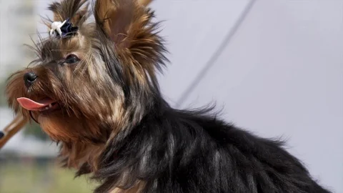 SLO MO - puppy Stock Footage 107192147