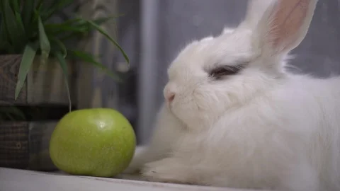 Slo-mo of a rabbit sitting in front of a green apple 스톡 동영상 112693685