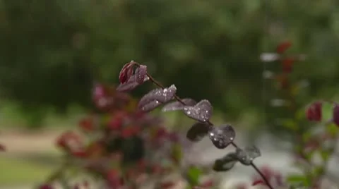 Slo-mo rainy branch Video stock 12257489