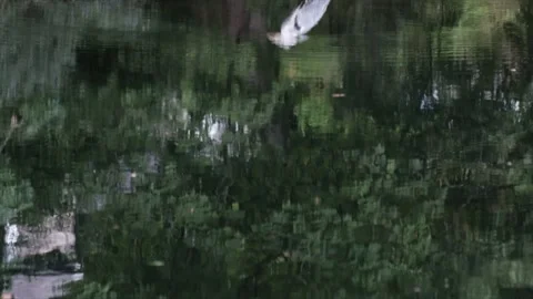 Slo Mo Reflected Heron in Lake District Stream Video stock 186150680