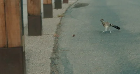 Slo-Mo Roadrunner in Parking Lot Vídeo Stock 342087344