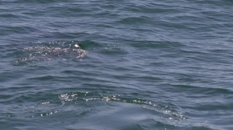 Slo mo single dolphin Stock Footage 8601844