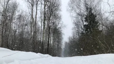 Slo Mo Snowfall in forest, winter snowy weather Видео 150356639