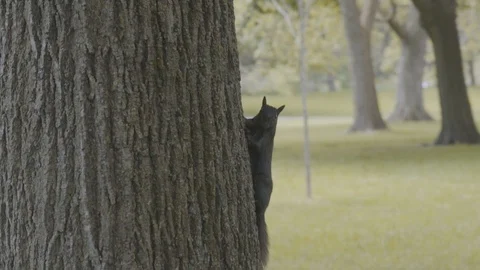 Slo-Mo Squirrel on Tree 스톡 동영상 91499114