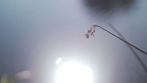 Slo mo sun reflected on water, blade of grass in foreground Stockbeeldmateriaal 99739541