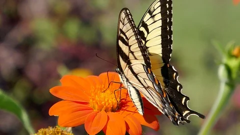 Slo-mo of a tiger swallowtail butterfly on an orange flower1 HD Stock Footage 93083373