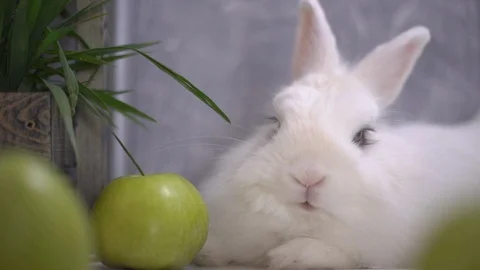 Slo-mo of a tired rabbit sitting next to green apples 스톡 동영상 112697080