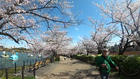 Slo-mo under cherry blossoms Ueno Park 2022 Stock Footage 177191352