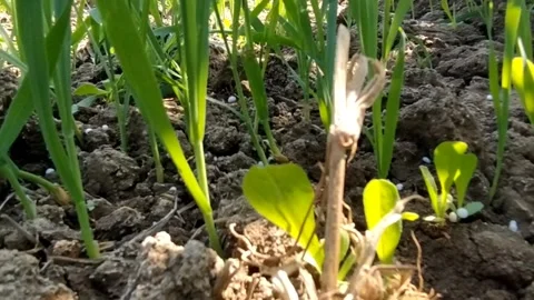 Slo mo video of Grass Stock Footage 144880904