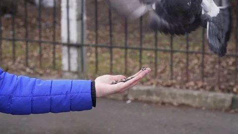 Slo-mo video on pigeon Stock Footage 128792560
