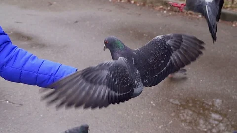 Slo-mo video on pigeon Stock Footage 128792583