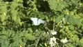 slo mo white butterfly leaves flower HD Footage