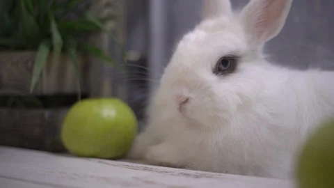 Slo-mo of a white rabbit breathing and licking 스톡 동영상 112693373