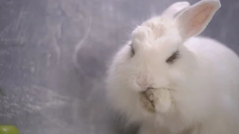 Slo-mo of a white rabbit licking his paws 스톡 동영상 112694147