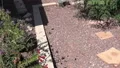 slo mo wide shot of moth and shadow flying between blossoms HD動画
