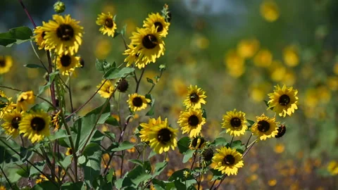 Slo-mo Wild Sunflowers Shuffle and Dance in the Breeze Stock Footage 210052017