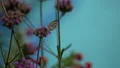 slo mo yellow and black butterfly leaves purple blossoms 2 HD-videomateriaal